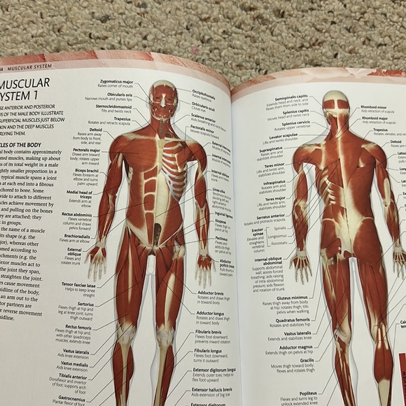 Human anatomy coloring book - Picture 3 of 5